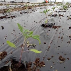 tomate planté fin mars en serre