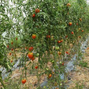 production de la tomate