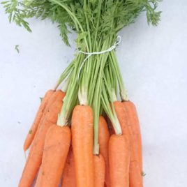 Carotte Fane -500 g – 3 kg
