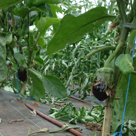 Aubergine-1 kg