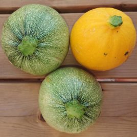 Courgettes rondes-1 kg