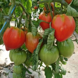 Plant de Tomate Coeur de Boeuf