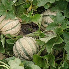 Plant Melon