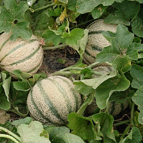 producteur-melon-ariege