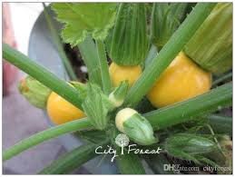 Plant Courgette Ronde Jaune