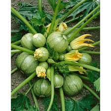 Plant Courgette Ronde Verte