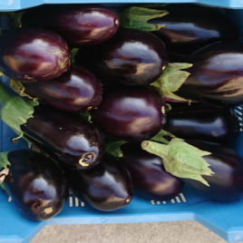 Plant Aubergine