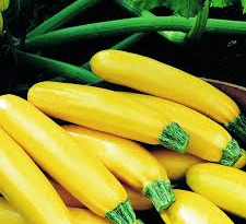 Plant Courgette Longue Jaune