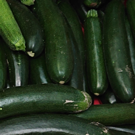 Plant Courgette Longue Verte