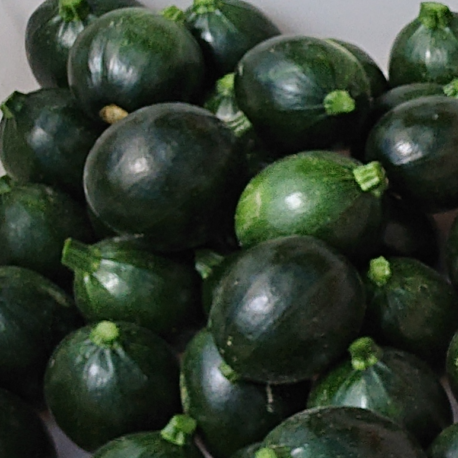 producteur-courgette-ronde-verte-ariege