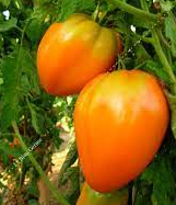 Plant de Tomate Coeur de Boeuf Orange