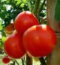 Plant de Tomate Merveille des Marchée