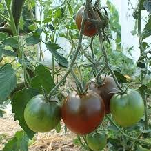 Plant de Tomate Noir de Crimée