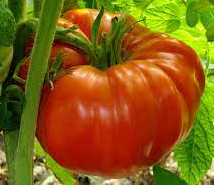Plant de Tomate Buffalosteack