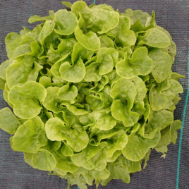 Salade  Feuille de Chêne Blonde ou Rouge