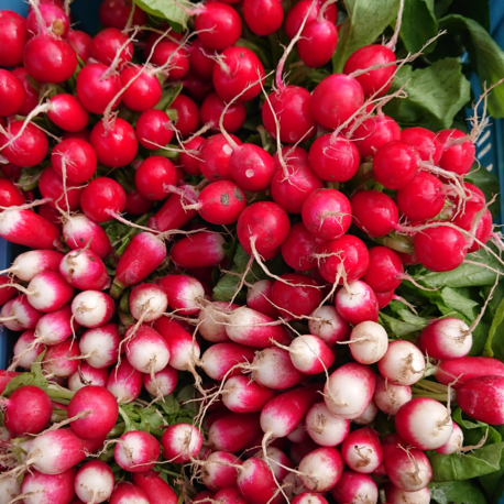 producteur-radis-rouge-et-rose-ariege