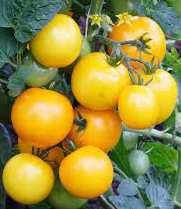 Plant de Tomate Cerise Jaune