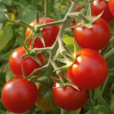 producteur-tomate-cerise-rouge-ariege