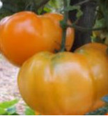 Plant de Tomate Leeloo