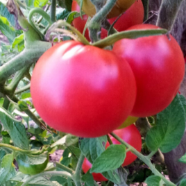 Plant de Tomate Pink Sun F1