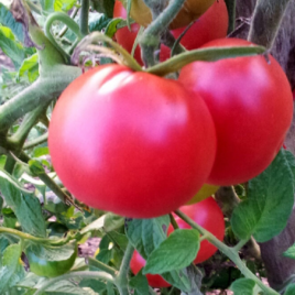 Plant de Tomate Rose de Berne