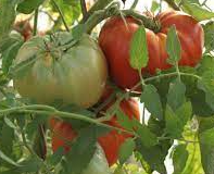 Plant de Tomate Russe
