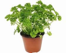 Plant- PERSIL-
