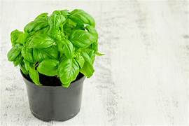 Plant- BASILIC-